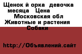 Щенок й орка ,девочка 2 месяца › Цена ­ 15 000 - Московская обл. Животные и растения » Собаки   